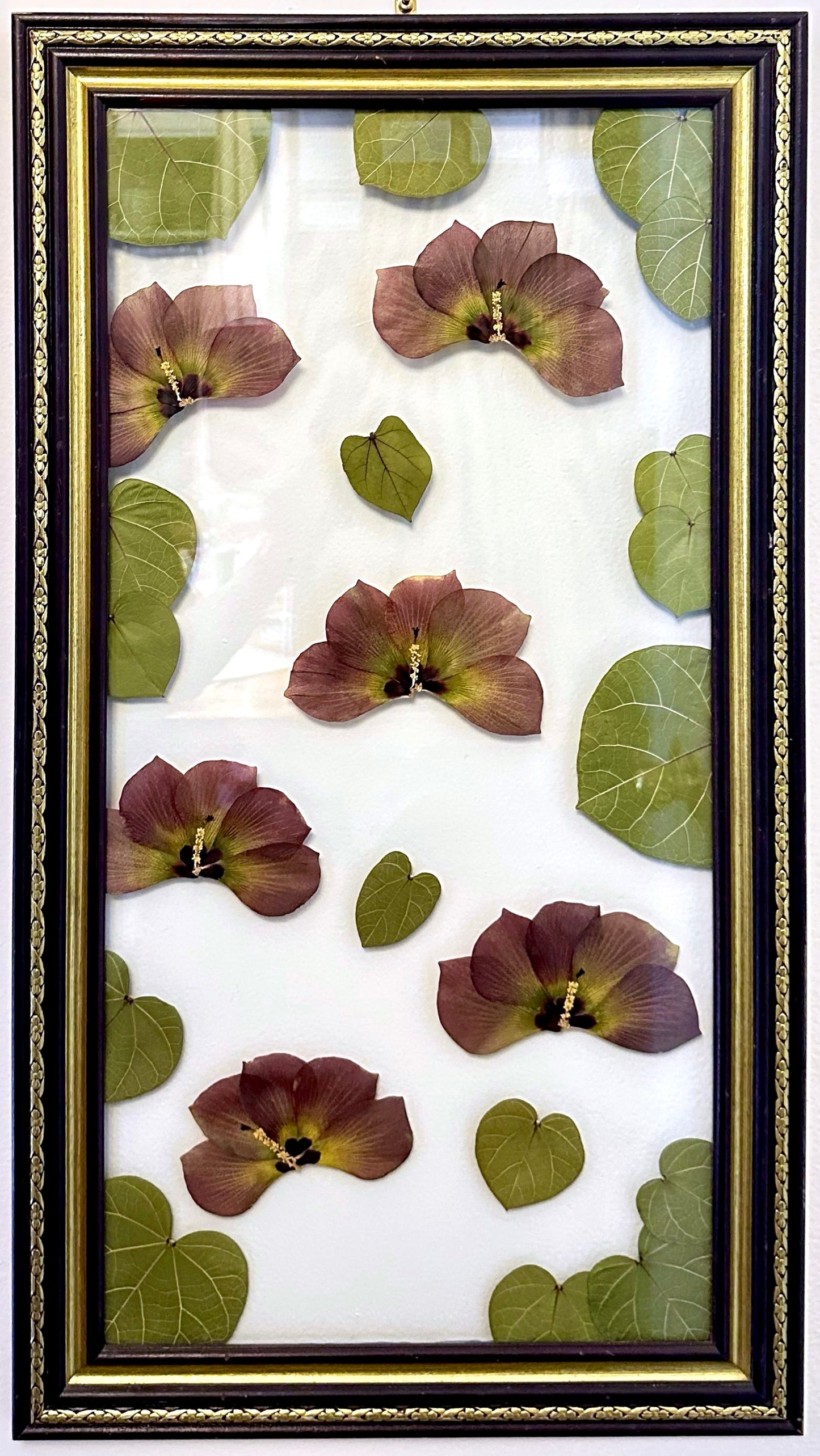 Pressed Sea Hibiscus in Floating Glass Frame (15"x27") (SCB)