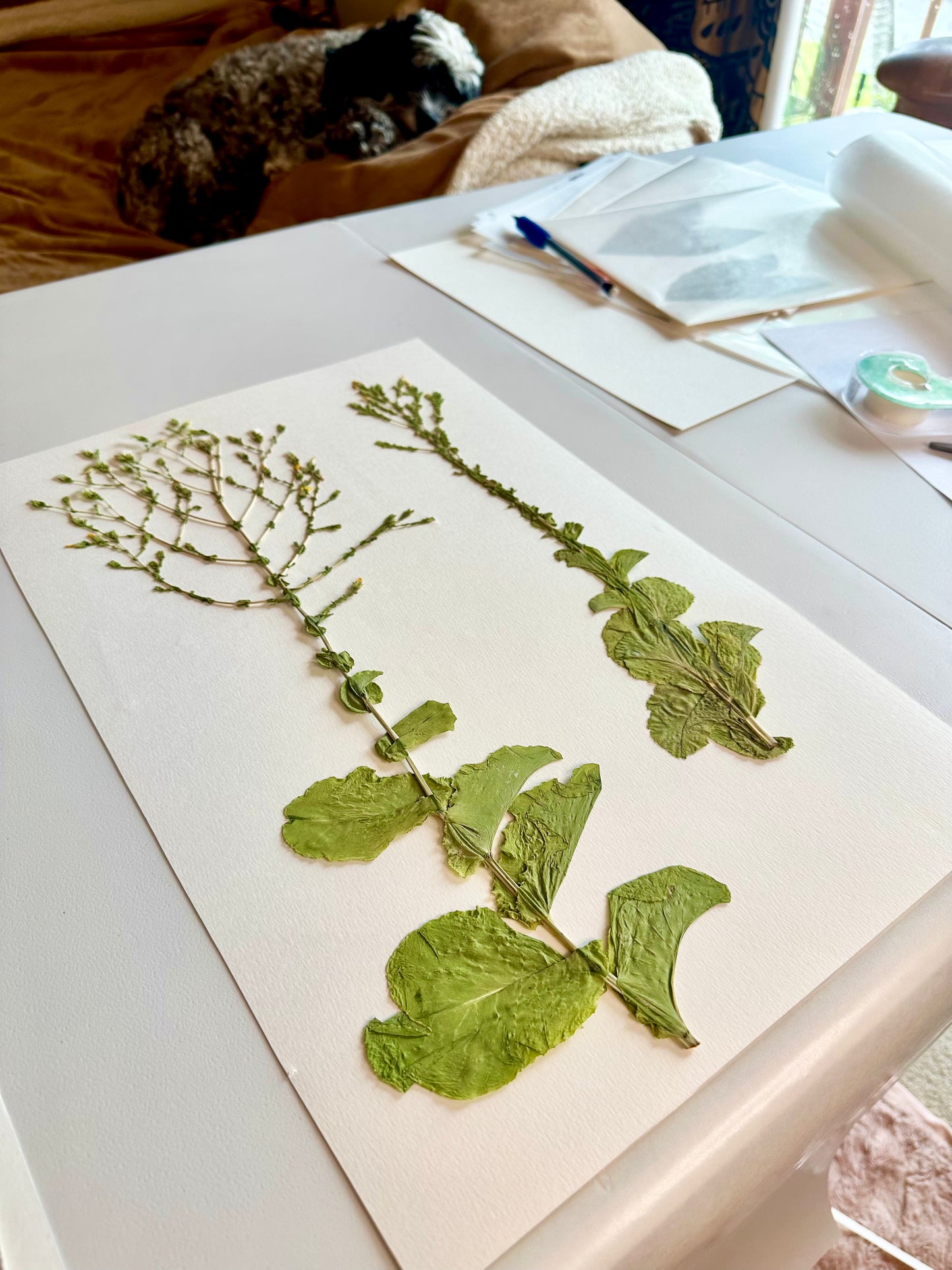 Summer Garden Gone to Seed (18"x22") (SCB)