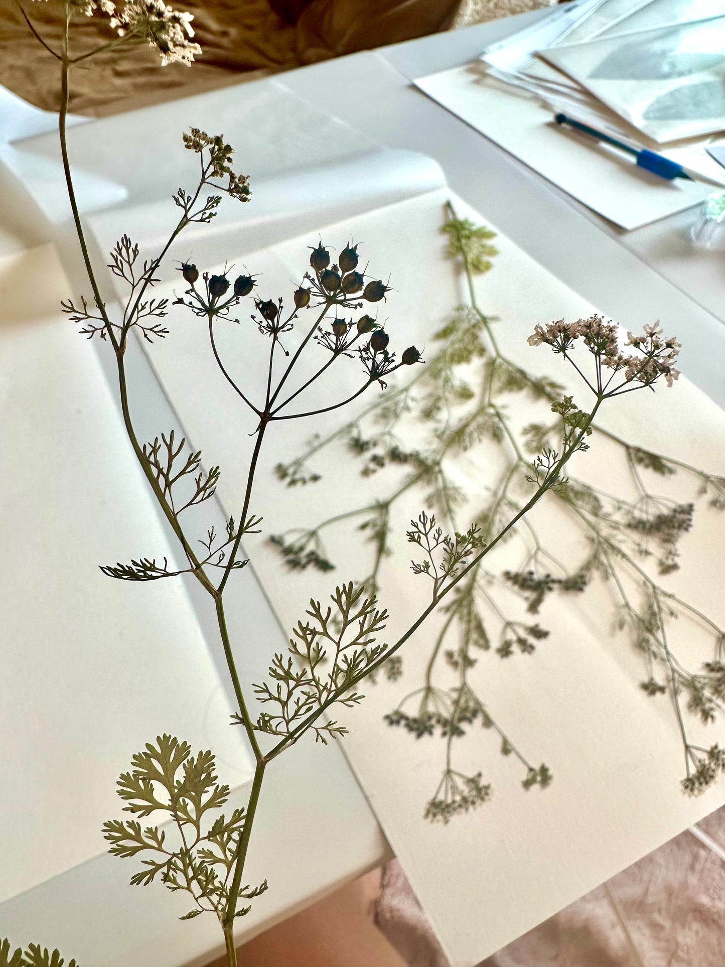 Summer Garden Gone to Seed (18"x22") (SCB)