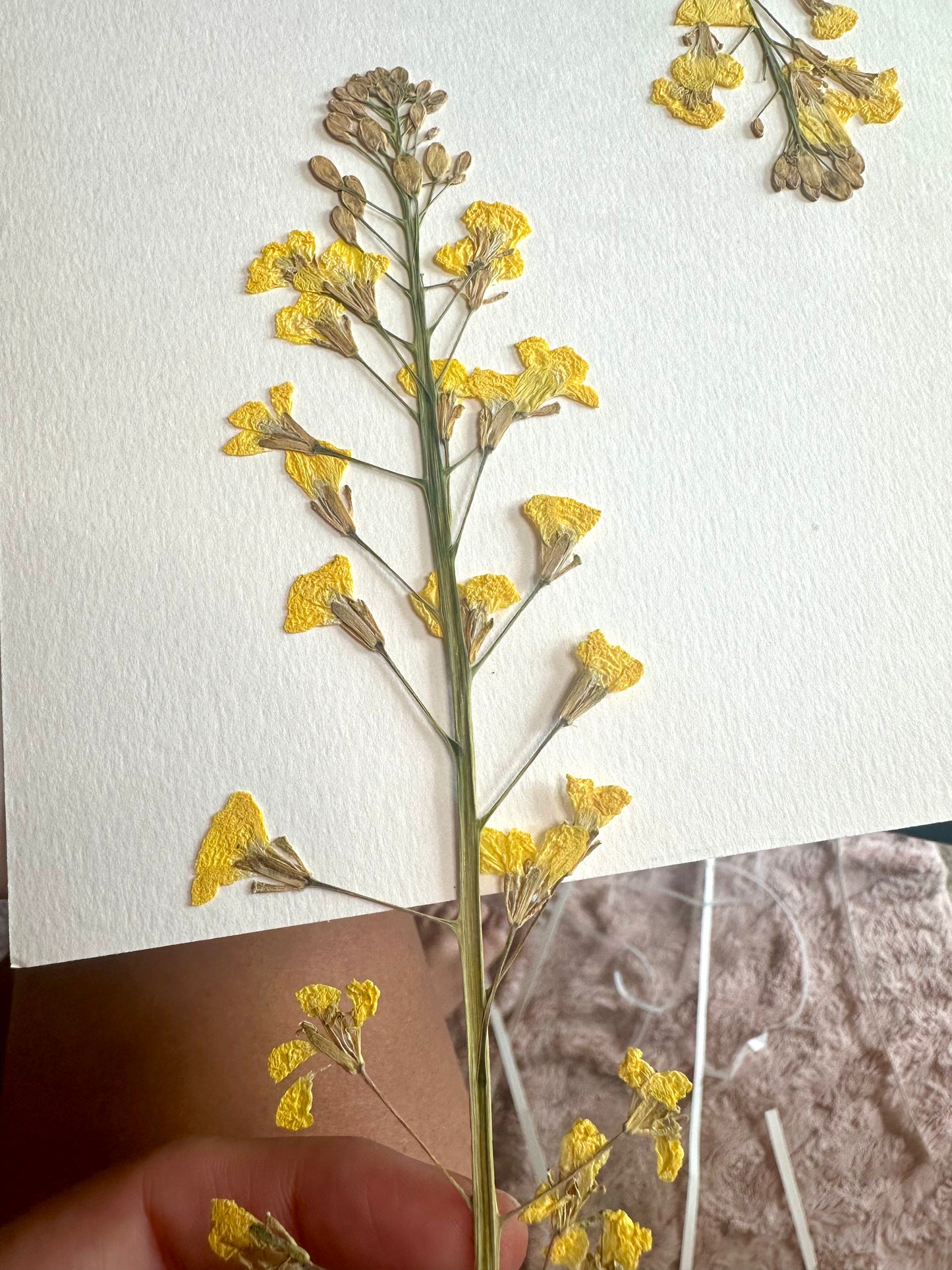 Summer Garden Gone to Seed (18"x22") (SCB)