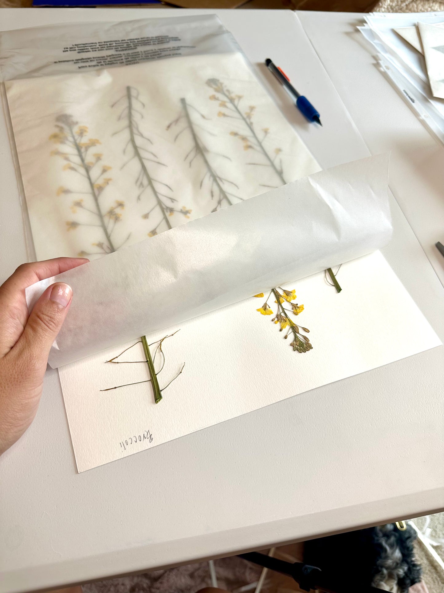 Summer Garden Gone to Seed (18"x22") (SCB)