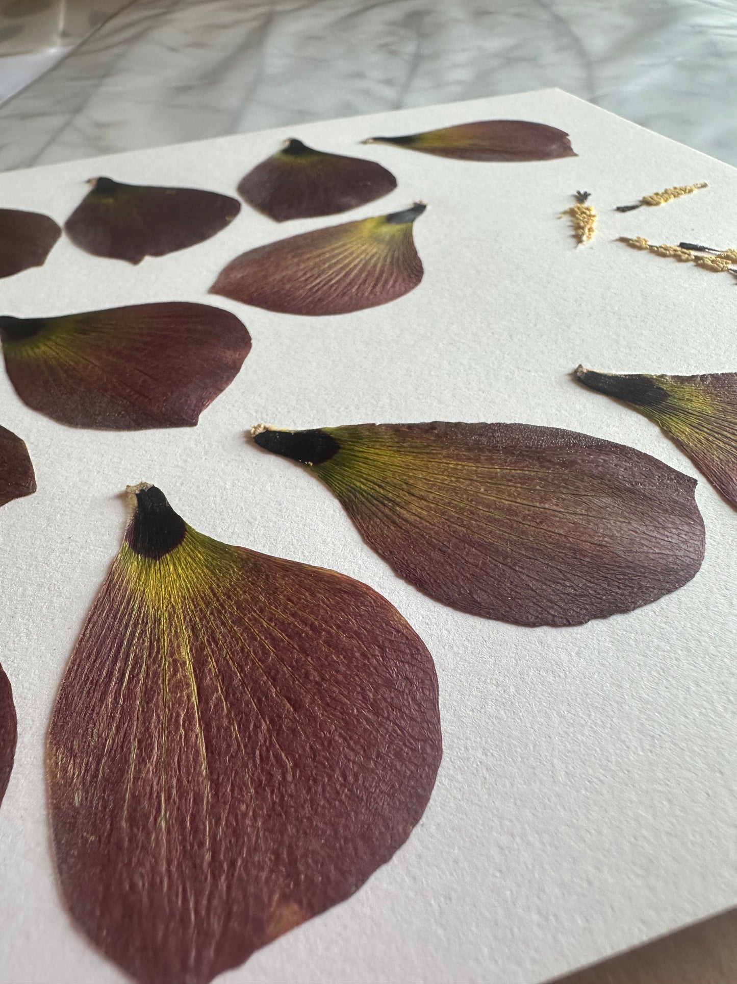 Pressed Sea Hibiscus in Floating Glass Frame (15"x27") (SCB)