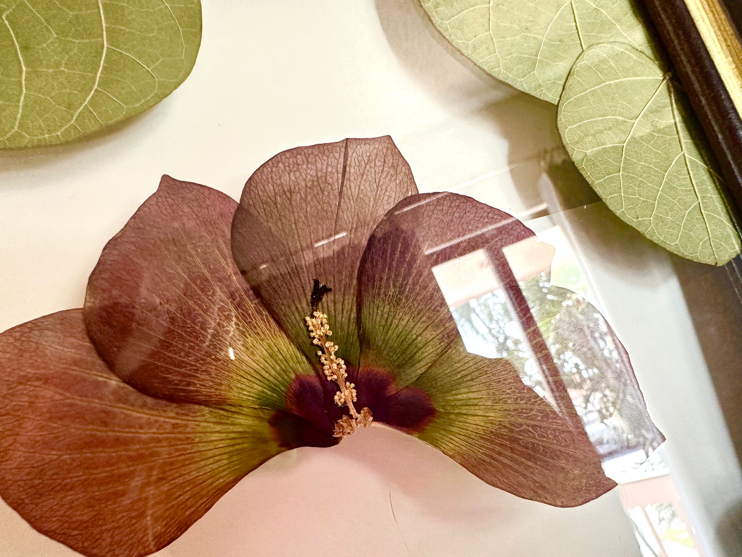 Pressed Sea Hibiscus in Floating Glass Frame (15"x27") (SCB)