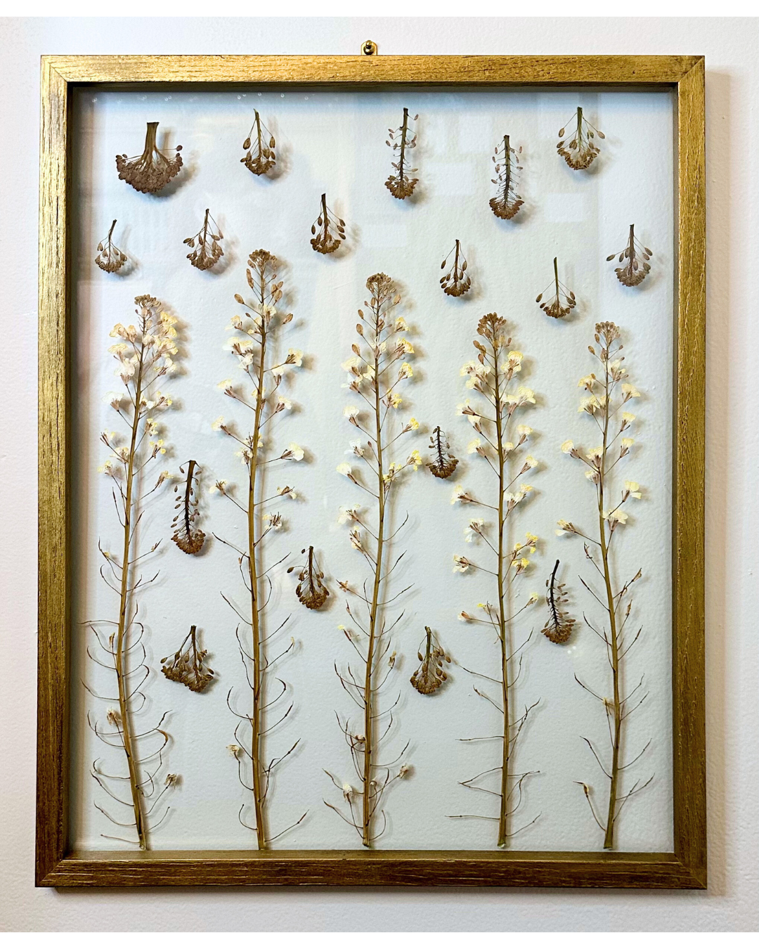 Pressed Broccoli Blossoms in Floating Glass Frame (17"x21") (SCB)