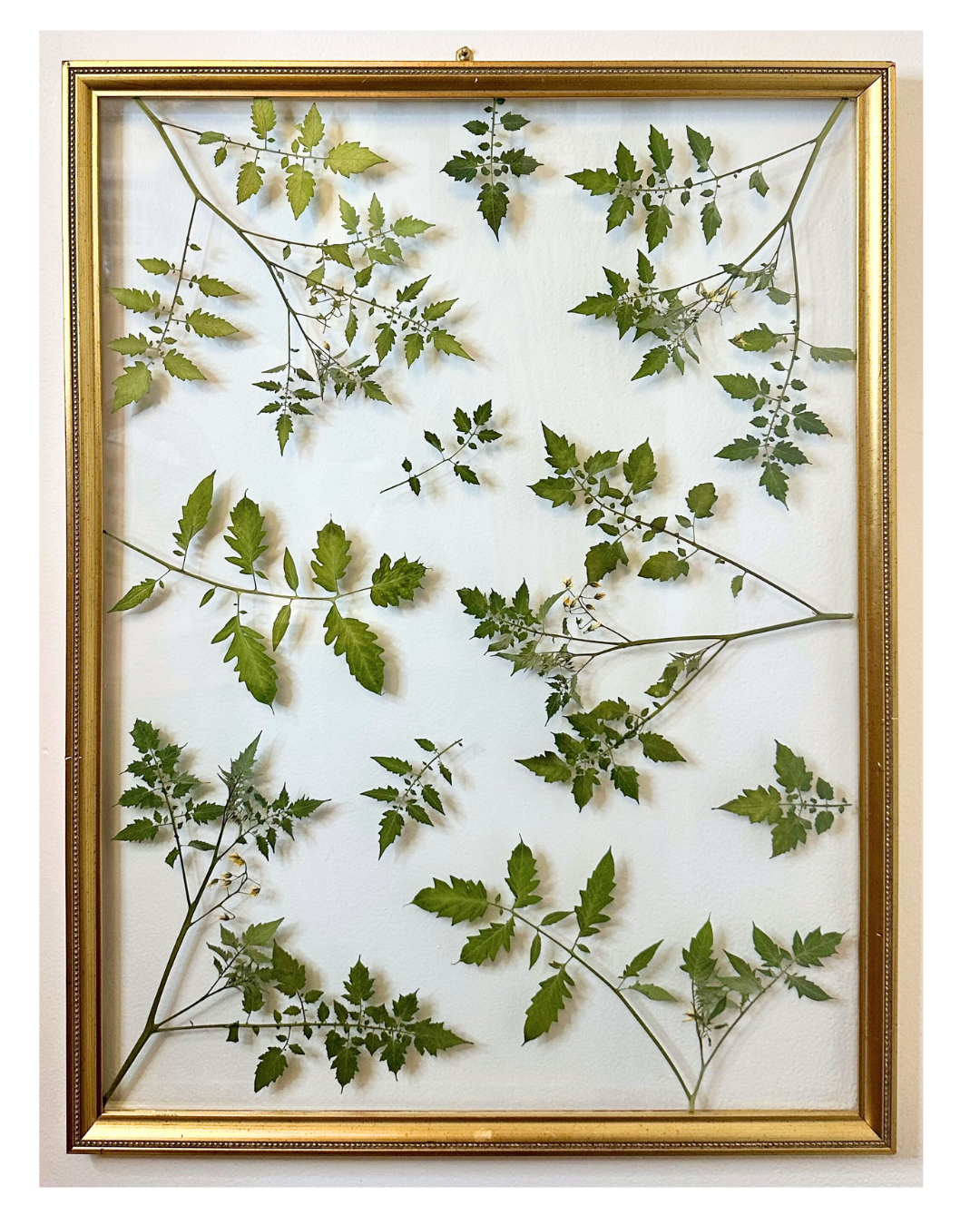 Pressed Tomato Plants in Floating Glass Frame (19"x25")