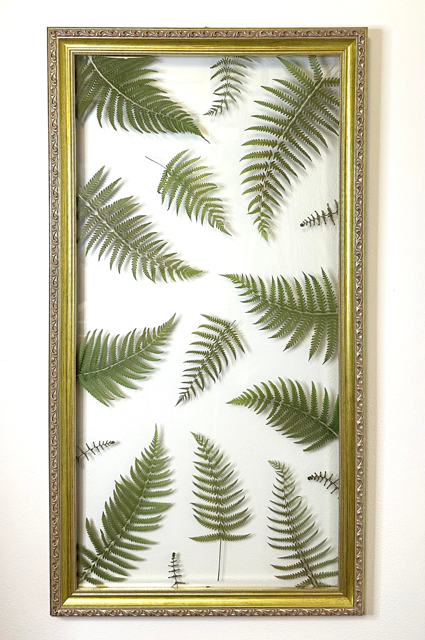 Pressed Kunth’s Maiden Fern in Floating Glass Frame (16″ x 30″) (SCB)