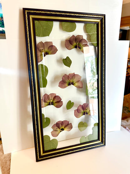 Pressed Sea Hibiscus in Floating Glass Frame (15"x27") (SCB)