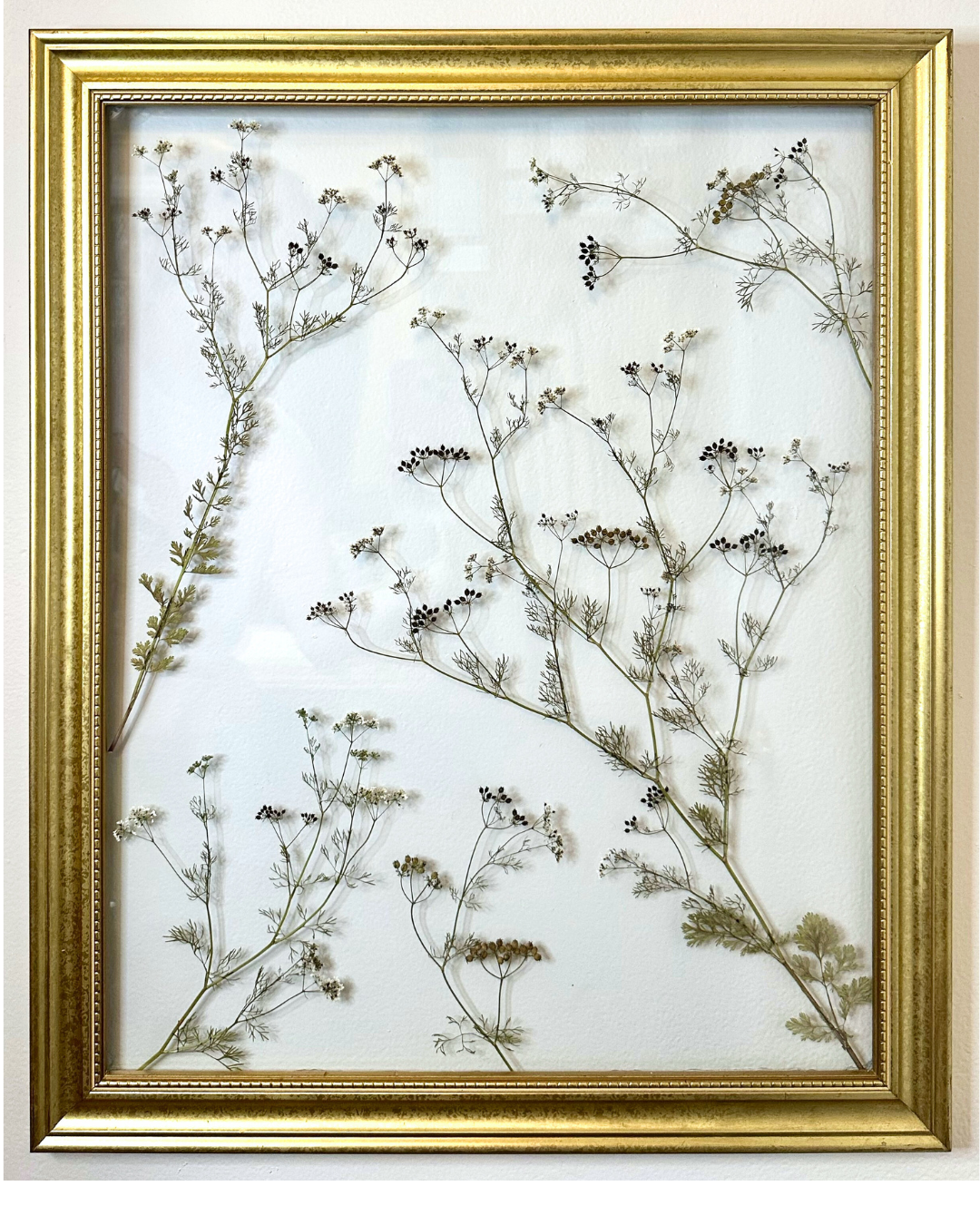 Pressed Cilantro in Floating Glass Frame (18"x23")